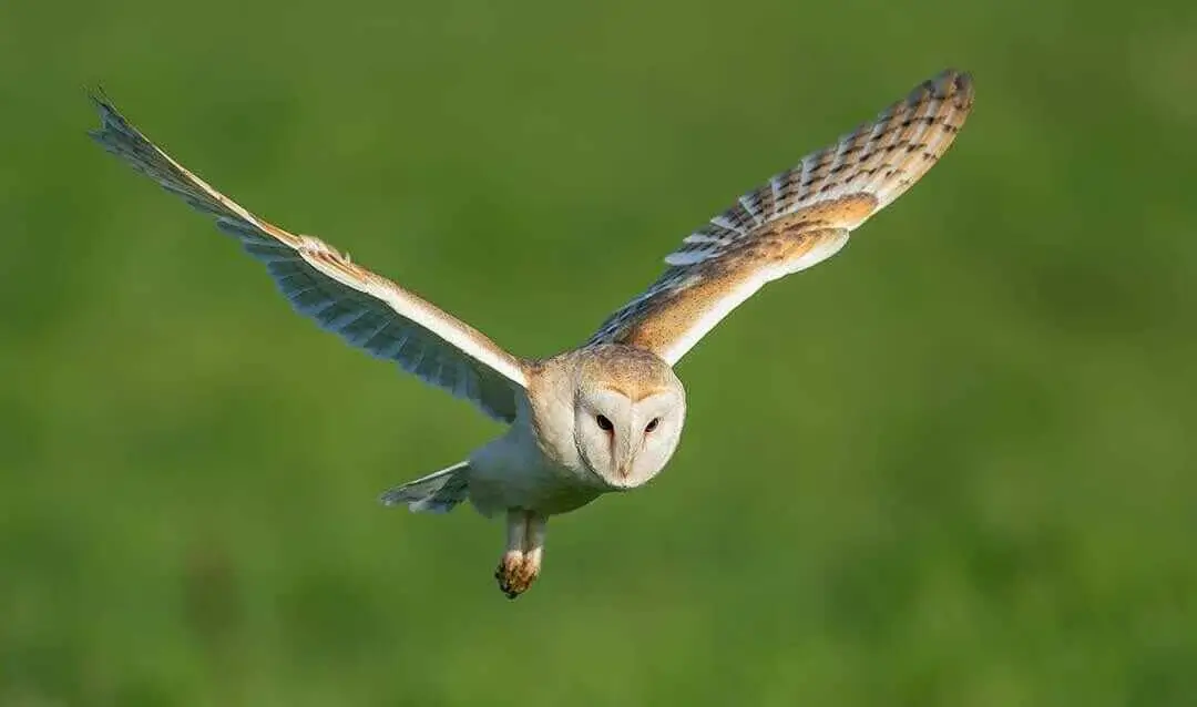 Barn Owl flying